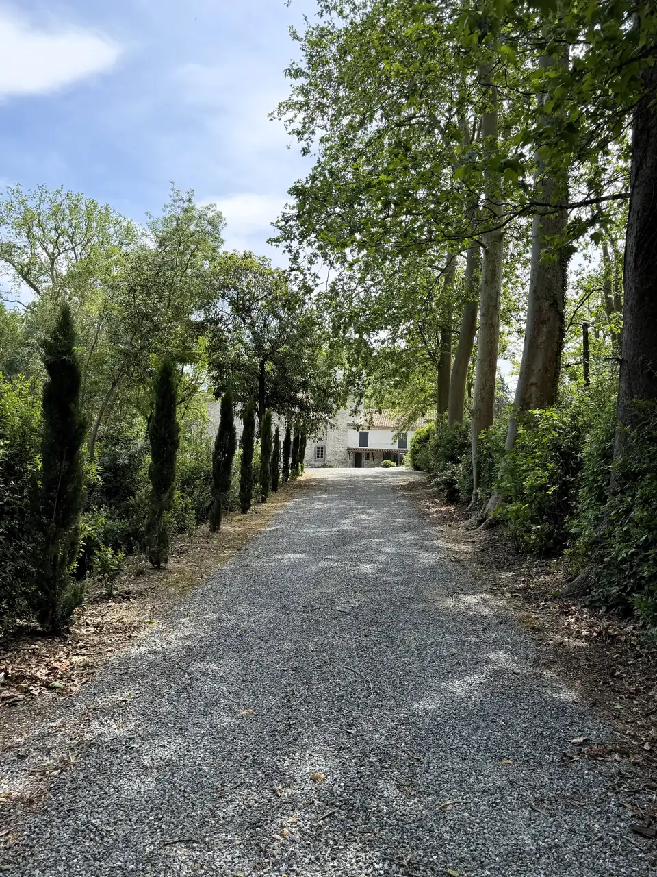 The gravel drive between cypresses and tall plane trees, with the house at the end.