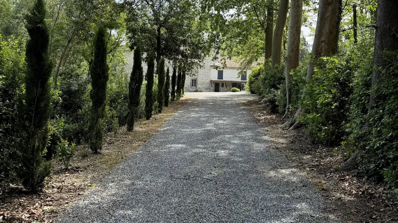 The gravel drive between cypresses and tall plane trees, with the house at the end.