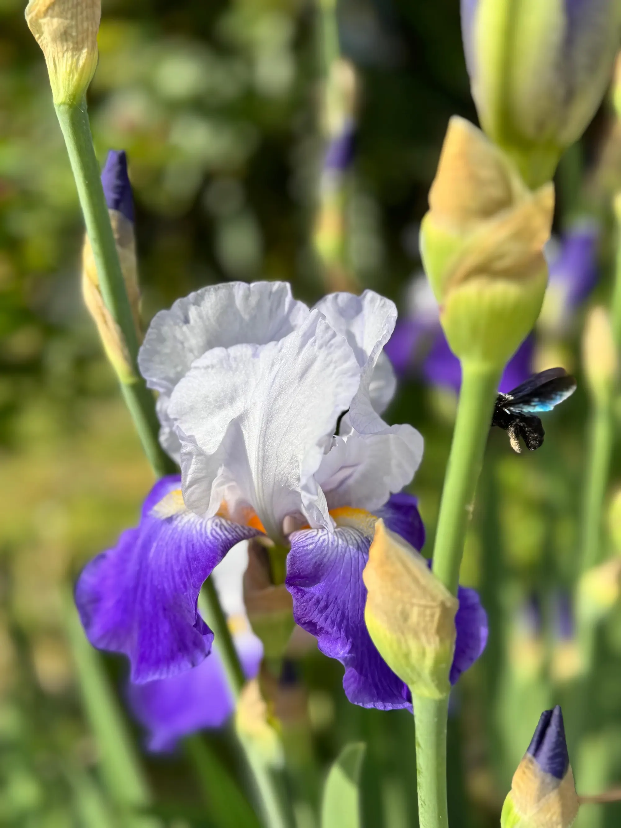 Een iris in bloei, met een bij erop.