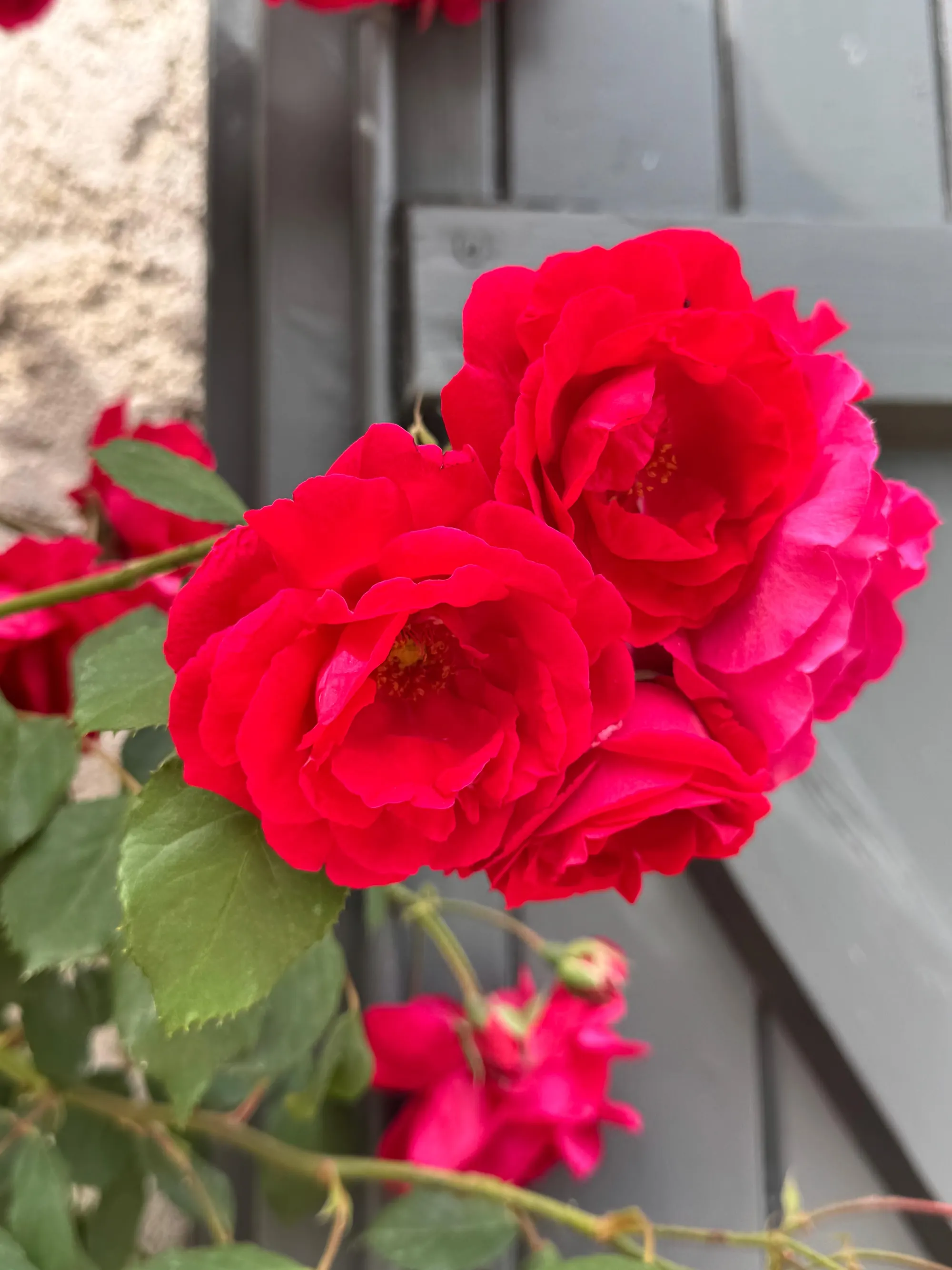Rode rozen in de tuin.
